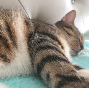 Meet your Posher, Julia